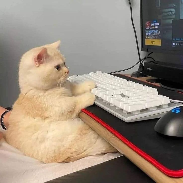 A cute cat